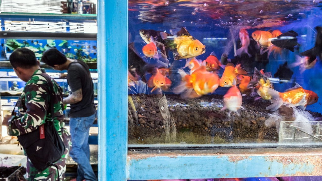 Sarana dan Peralatan Budidaya Pembesaran Ikan Hias