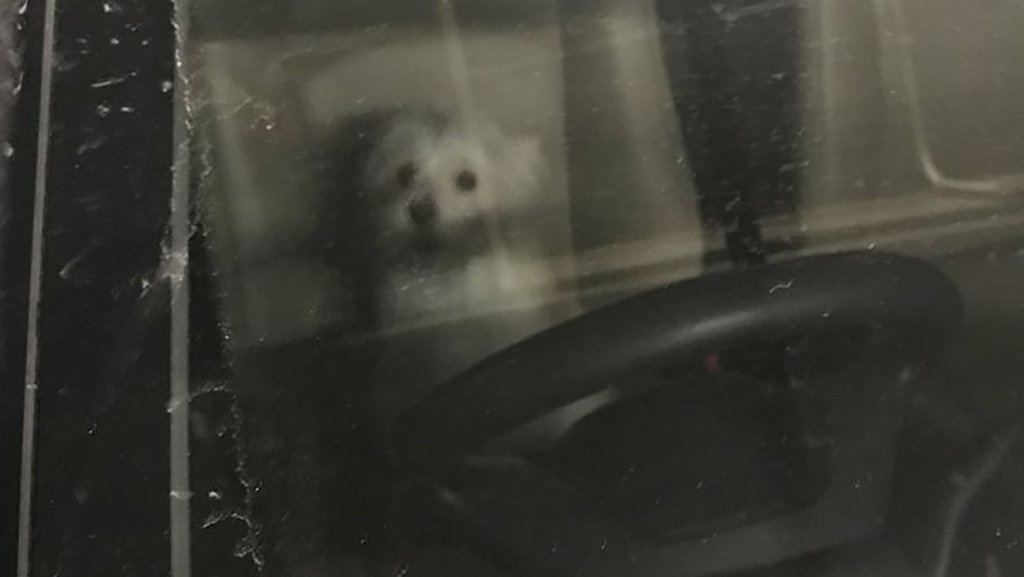 Pelaku Penganiayaan Hewan Bisa Diancam Hukuman Pidana