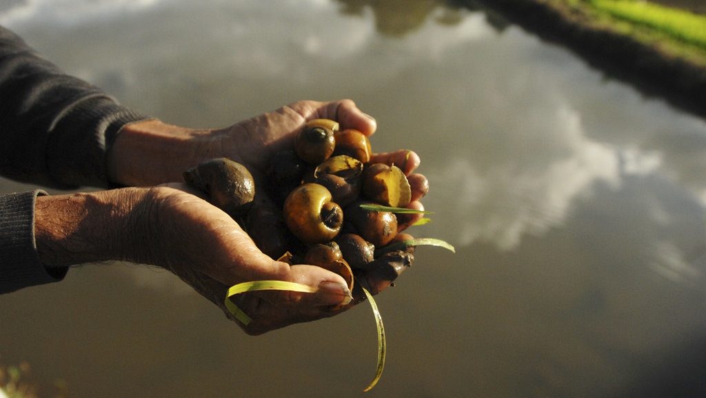 Apa Itu Demam Keong & Cara Penularannya, Bisakah Disembuhkan?