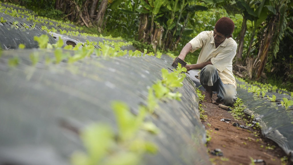 Apa Saja Tanaman yang Cocok di Musim Hujan?