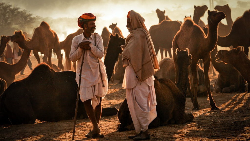 Efek Minum Kencing Unta Bagi Tubuh dan Ancaman Penyakit Mers Efek Minum Kencing Unta Bagi Tubuh dan Ancaman Penyakit Mers