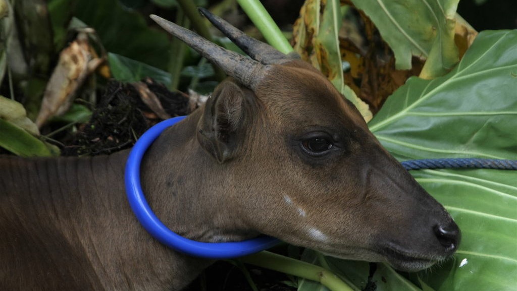Contoh Fauna Endemik Indonesia Barat, Tengah, Timur & Daerah Asal Contoh Fauna Endemik Indonesia Barat, Tengah, Timur & Daerah Asal