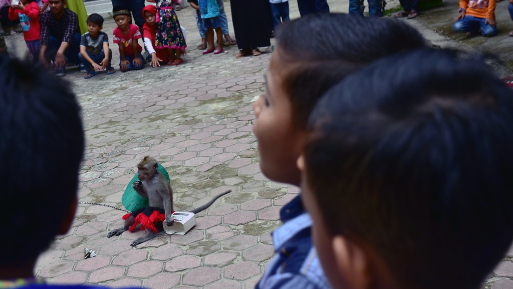 Menilik Eksploitasi Satwa di Sekitar Kita