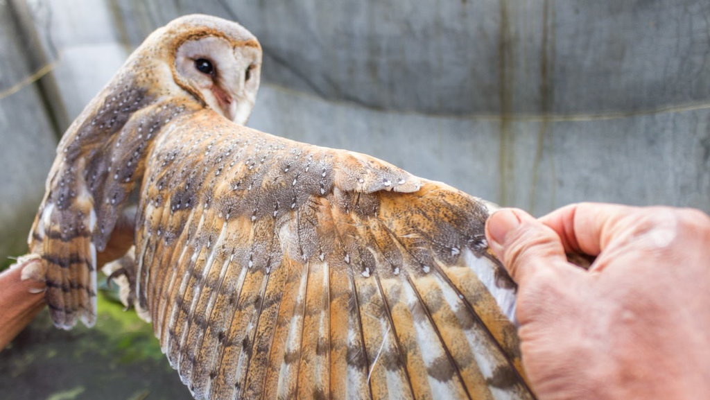 Jenis Burung Hantu dan Karakteristik Burung Hantu, Apa Saja? Jenis Burung Hantu dan Karakteristik Burung Hantu, Apa Saja?