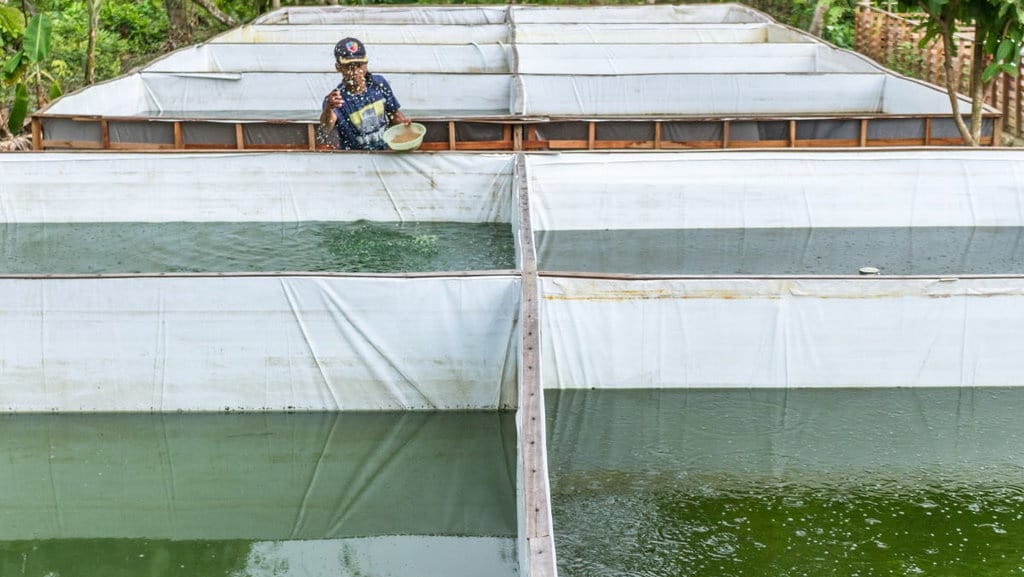 Cara Budidaya Ikan Gurame untuk Pemula di Kolam Terpal dan Tanah