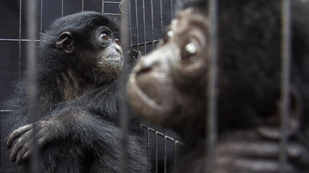 Cara Memperoleh Izin Memelihara Hewan Langka Cara Memperoleh Izin Memelihara Hewan Langka