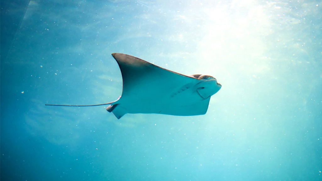 Ciri-ciri Hewan Ovovivipar Beserta Contoh dan Cara Perkembangbiakan Ciri-ciri Hewan Ovovivipar Beserta Contoh dan Cara Perkembangbiakan