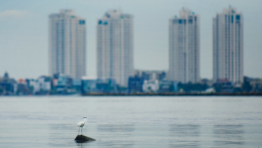 Habitat Bangau Muara Angke 
