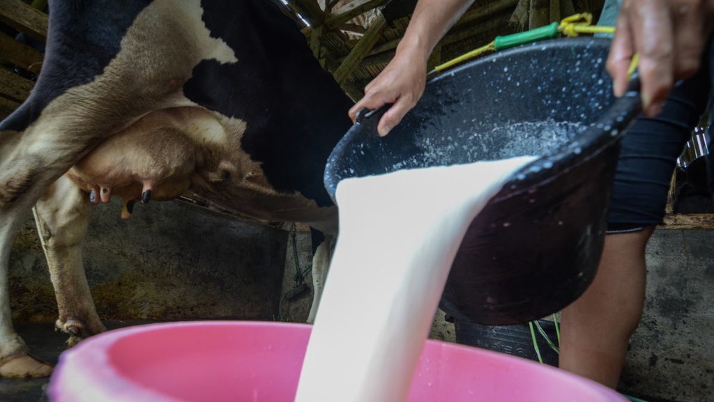Kandungan Berbahaya dalam Susu Mentah dan Risikonya Bagi Tubuh