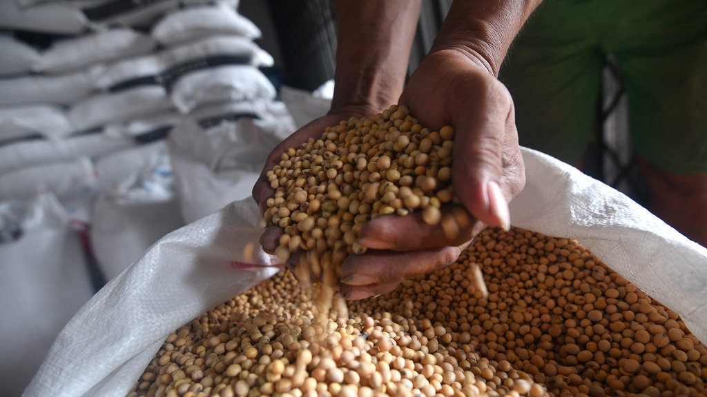 Mengapa Membuka Hutan demi Produksi Kedelai adalah Ide Buruk Mengapa Membuka Hutan demi Produksi Kedelai adalah Ide Buruk