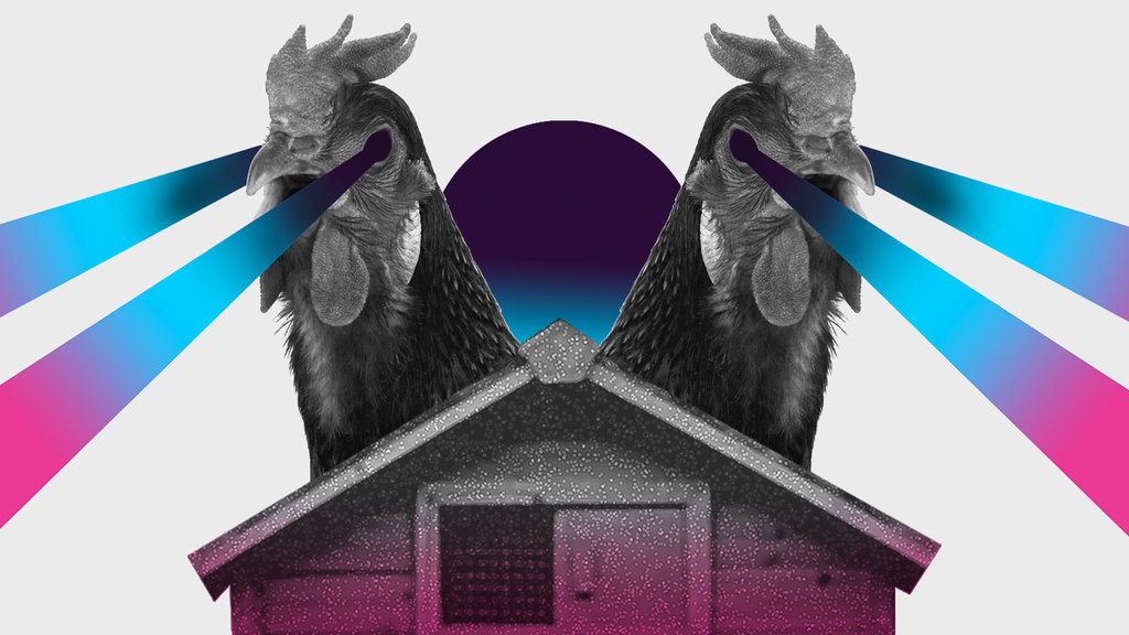 Ancaman Penyakit itu Berasal dari Daging Ayam Ancaman Penyakit itu Berasal dari Daging Ayam