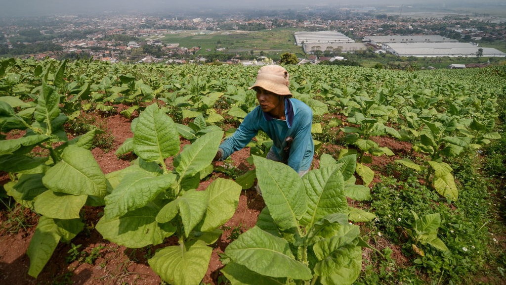 Pemerintah Tetapkan Tarif Cukai Tembakau Awal Oktober 2018 Pemerintah Tetapkan Tarif Cukai Tembakau Awal Oktober 2018