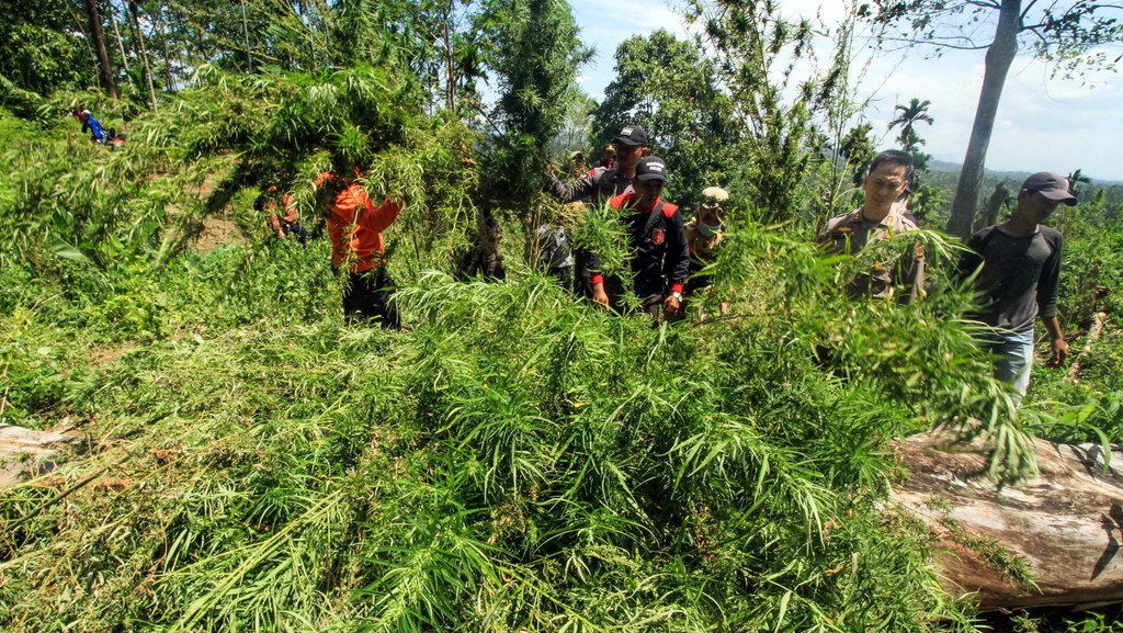 Mengenal Sitaan Terbaru BNN: Ganja Cair dari Jerman 
