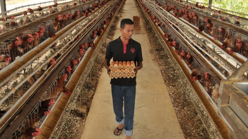 Harga Ayam Naik Tipis, Peternak Khawatir Usai Lebaran Harga Turun Harga Ayam Naik Tipis, Peternak Khawatir Usai Lebaran Harga Turun
