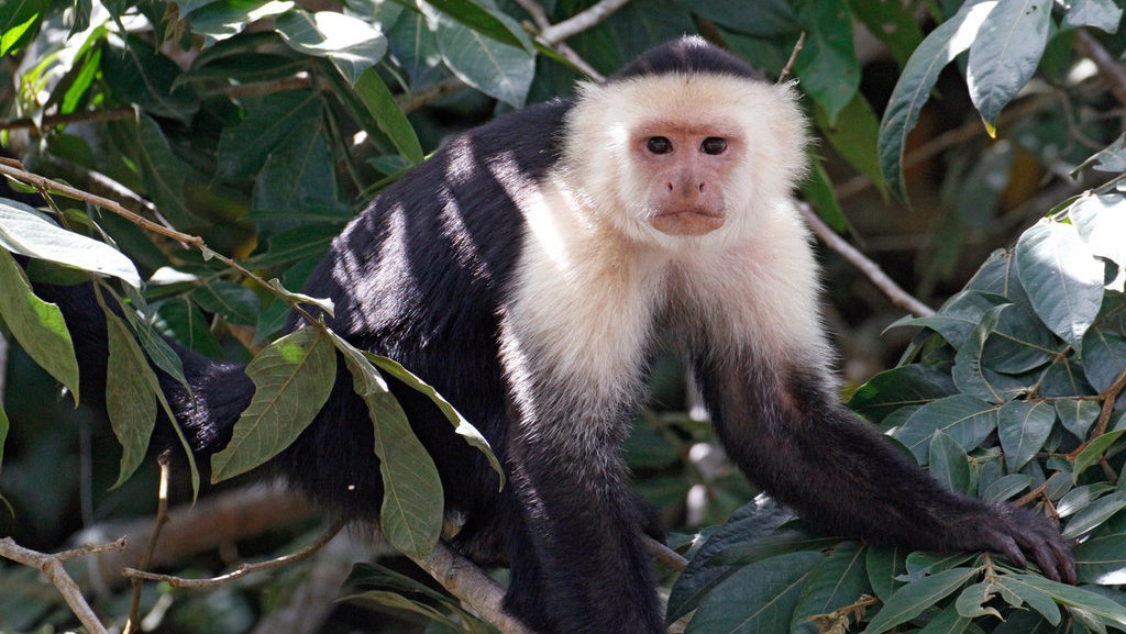 Masuk Zaman Batu, Apakah Kera akan Mengikuti Garis Evolusi Manusia? Masuk Zaman Batu, Apakah Kera akan Mengikuti Garis Evolusi Manusia?