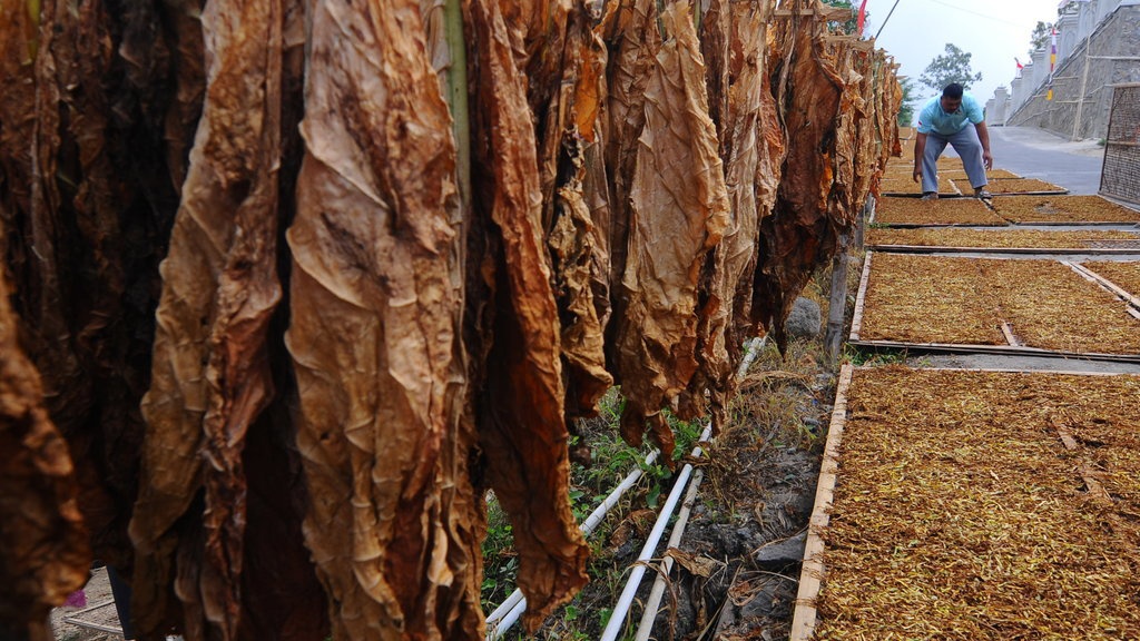 Kemenkeu Tak Naikkan Tarif Cukai Hasil Tembakau Tahun Depan Kemenkeu Tak Naikkan Tarif Cukai Hasil Tembakau Tahun Depan