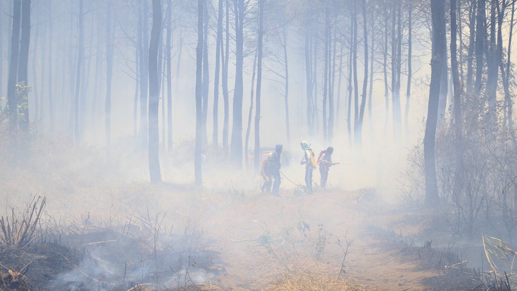 Mengapa Masyarakat Harus Membela Ahli Hutan yang Dikriminalisasi?
