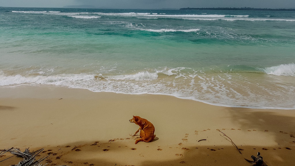 Teruntuk Mentawai: Pesan dari Hawaii dan Madeira Teruntuk Mentawai: Pesan dari Hawaii dan Madeira