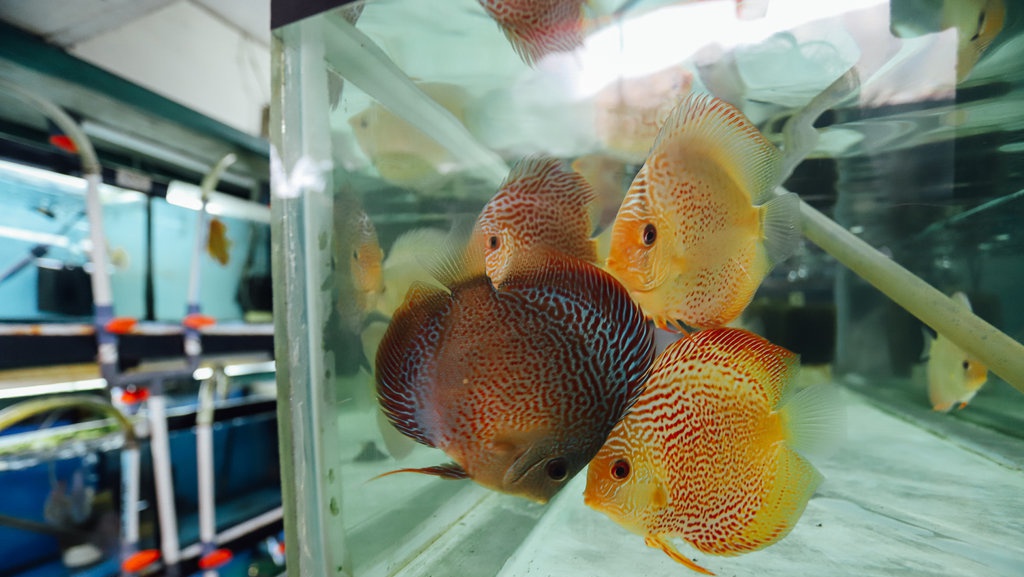 Apa Saja Jenis Ikan Hias Air Laut yang Sering Dipelihara?