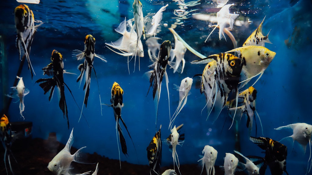 Geliat Bisnis Ikan Hias Geliat Bisnis Ikan Hias