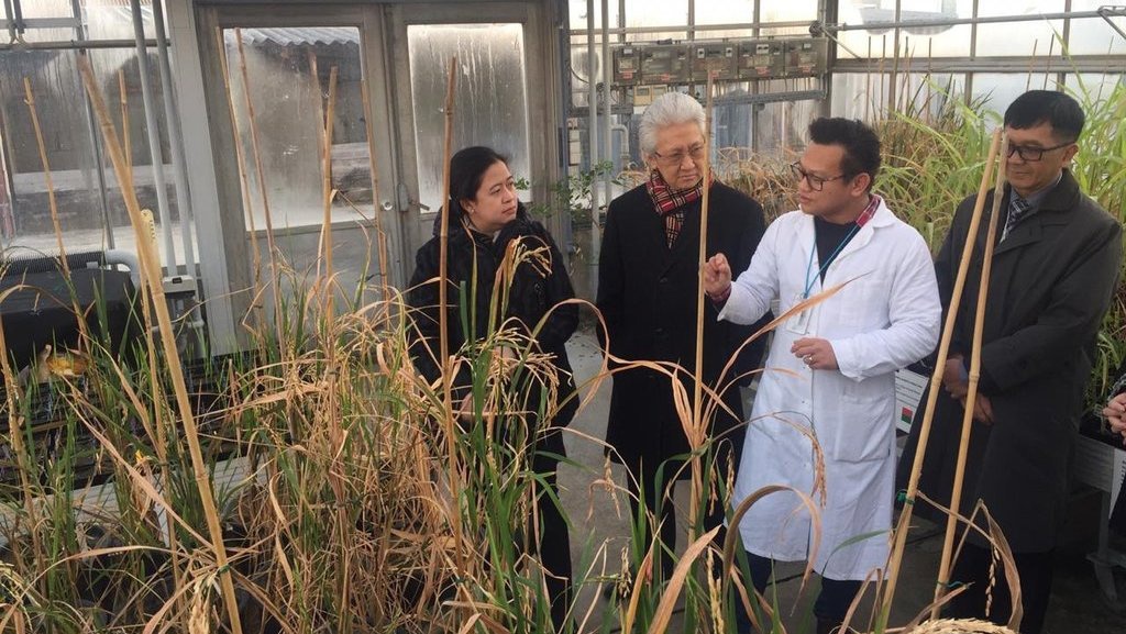 Produksi Pangan Dunia Bisa Dinaikkan dengan Perbaiki Fotosintesis Produksi Pangan Dunia Bisa Dinaikkan dengan Perbaiki Fotosintesis