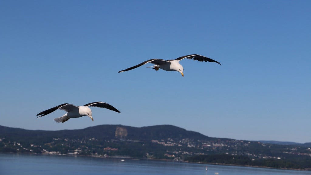 Mengapa Burung Laut Terus Memakan Plastik yang Membunuh Mereka?