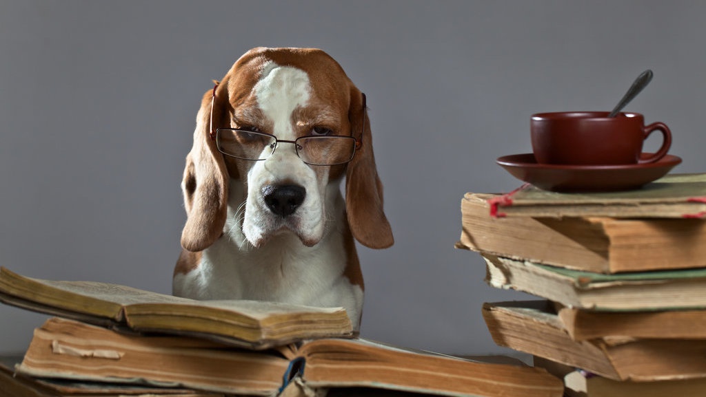 Dibanding Binatang Lain, Kepintaran Anjing Ternyata Biasa Saja