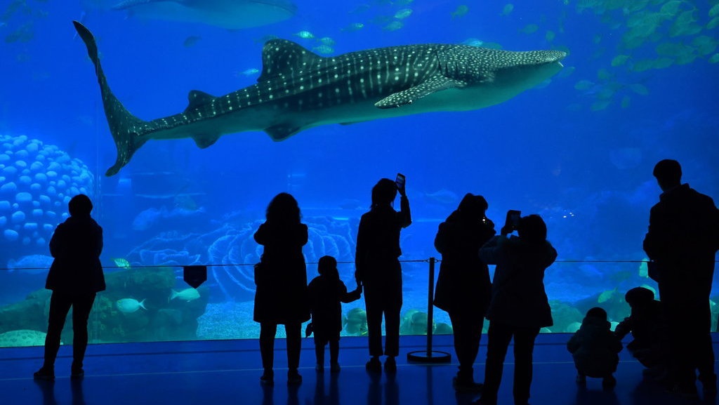 Renjana Menyelamatkan Hiu dengan Electro Shield System Renjana Menyelamatkan Hiu dengan Electro Shield System