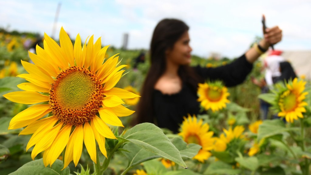 Panduan Praktis Cara Menanam Bunga Matahari yang Tepat & Mudah Panduan Praktis Cara Menanam Bunga Matahari yang Tepat & Mudah