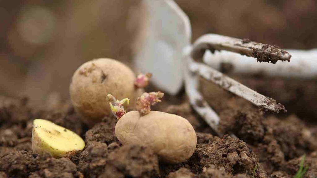 Daftar Buah dan Sayur yang Berpotensi Mengandung Zat Beracun Daftar Buah dan Sayur yang Berpotensi Mengandung Zat Beracun