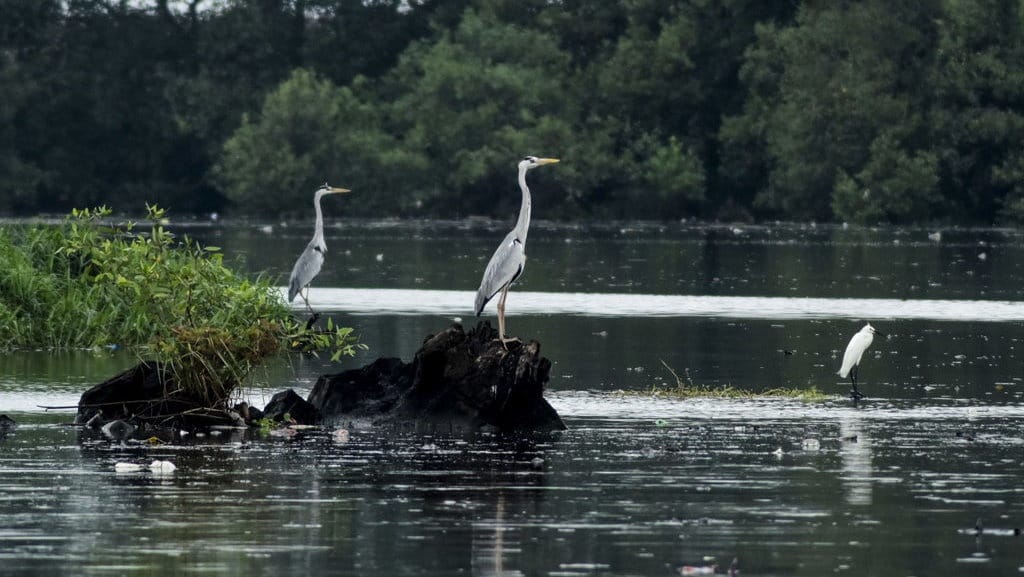 Peran Penting Lingkungan Hidup: Arti Habitat hingga Ekosistem