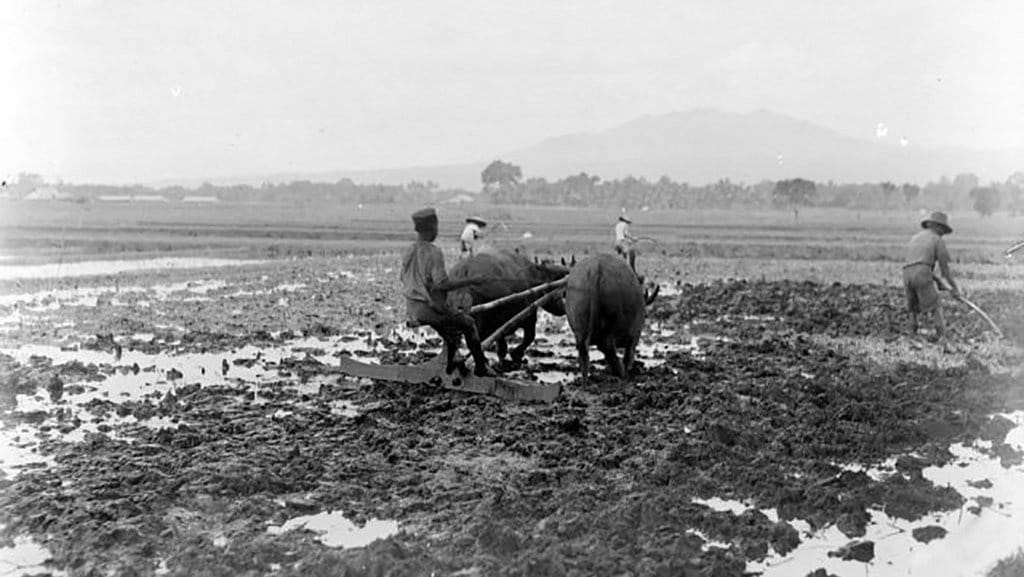 Sejarah Sawah di Zaman Kolonial