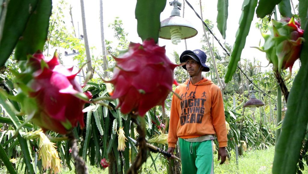 12 Manfaat Buah Naga sebagai Antioksidan hingga Turunkan Gula Darah