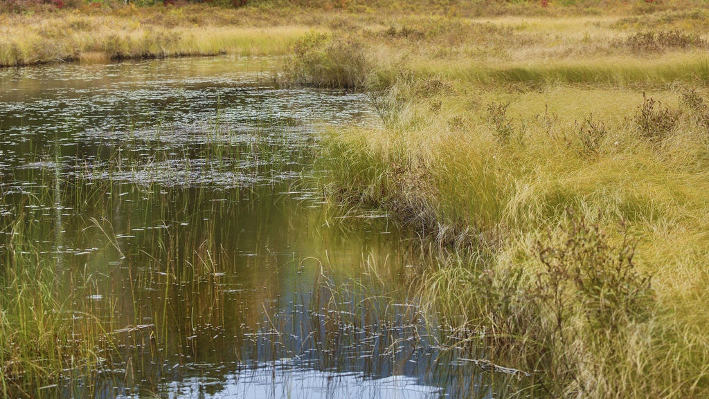 People for Peat Selesai Meneliti Lahan Gambut di Asia Tenggara