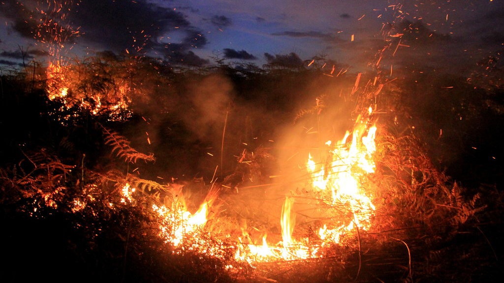 Kebakaran Lahan Gambut di Aceh Barat