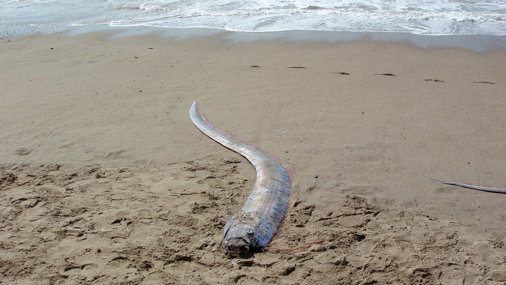 Benarkah Ikan Oarfish di Selayar Bisa Deteksi Gempa dan Tsunami? Benarkah Ikan Oarfish di Selayar Bisa Deteksi Gempa dan Tsunami?