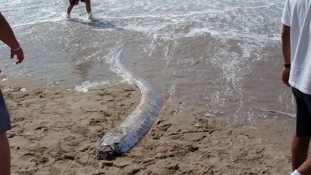 Munculnya Oarfish di Jepang dan Kaitannya dengan Bencana Gempa Bumi Munculnya Oarfish di Jepang dan Kaitannya dengan Bencana Gempa Bumi