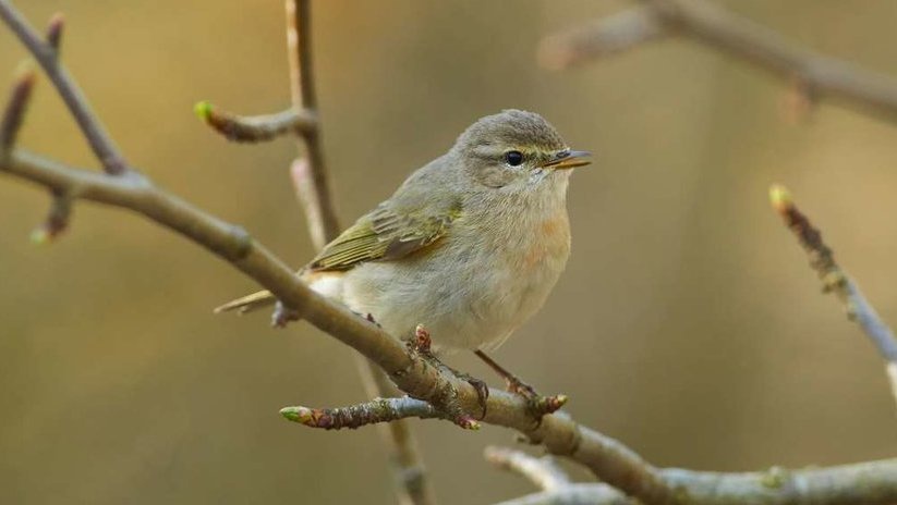 Spesies Burung Baru Ditemukan di Pulau Rote