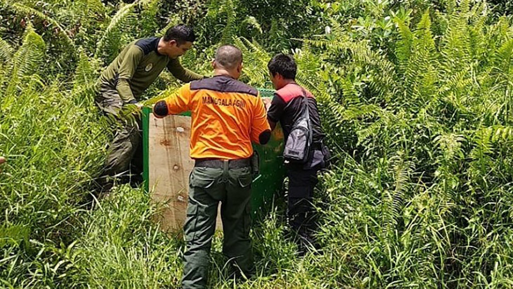 Beruang Masuk Permukiman Membuat Panik Warga Sampit Kalteng