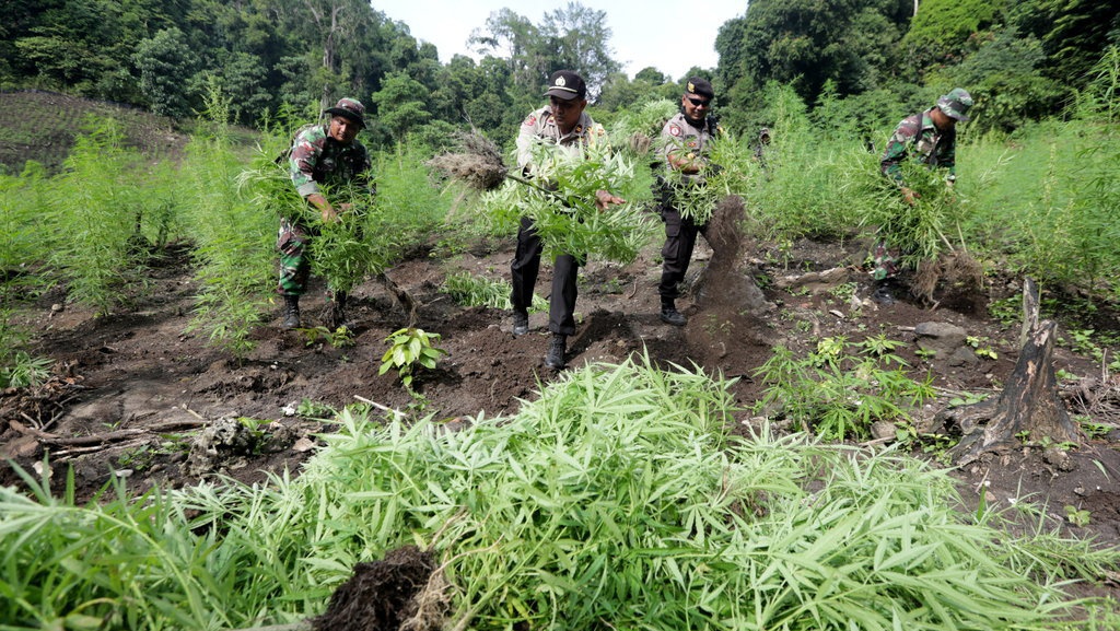 4 Hektare Ladang Ganja di Aceh Besar Ditemukan BNN 4 Hektare Ladang Ganja di Aceh Besar Ditemukan BNN