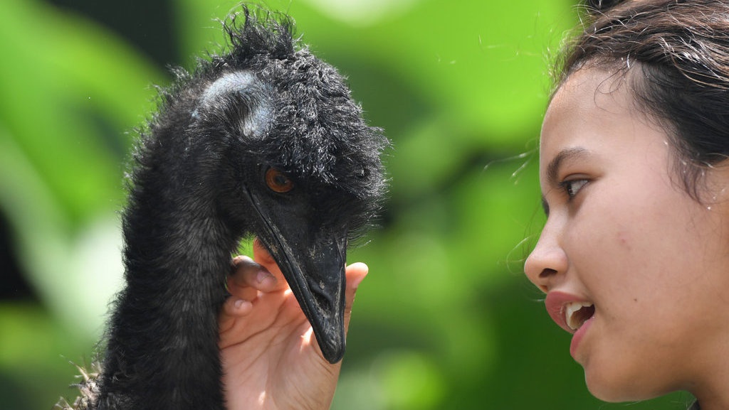 Satwa di Zona Australiana Taman Safari Satwa di Zona Australiana Taman Safari