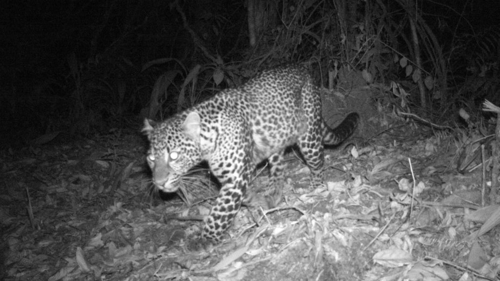 Sepuluh Invididu Macan Tutul Jawa Terdeteksi di Guntur Papandayan Sepuluh Invididu Macan Tutul Jawa Terdeteksi di Guntur Papandayan