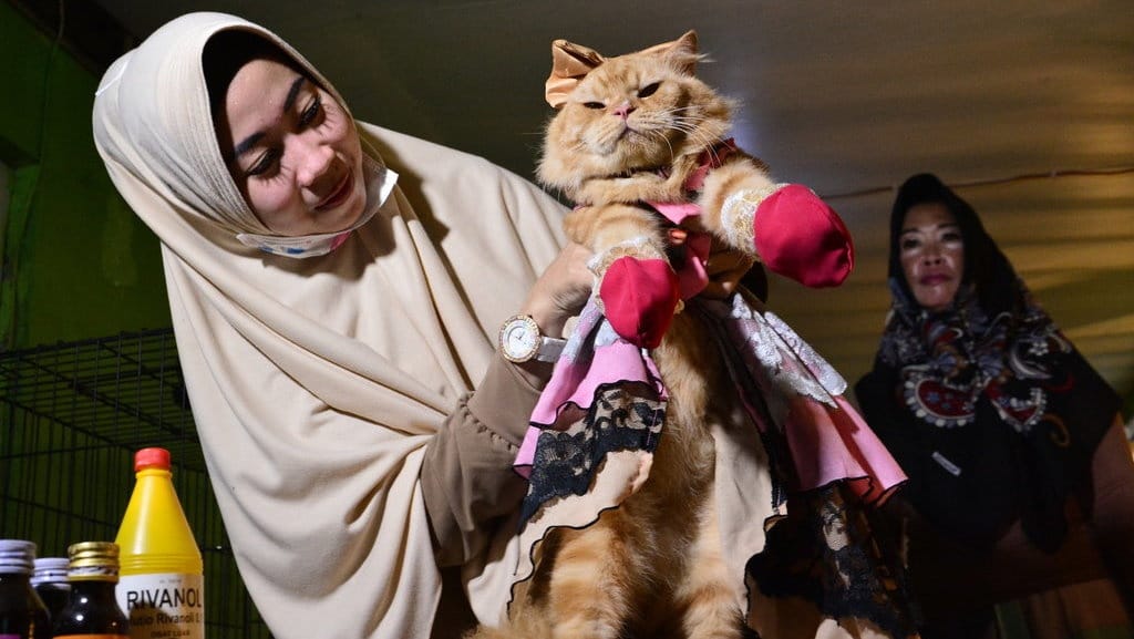 Dalil Tentang Menyayangi Hewan di Al-Qur'an dan Hadis Nabi