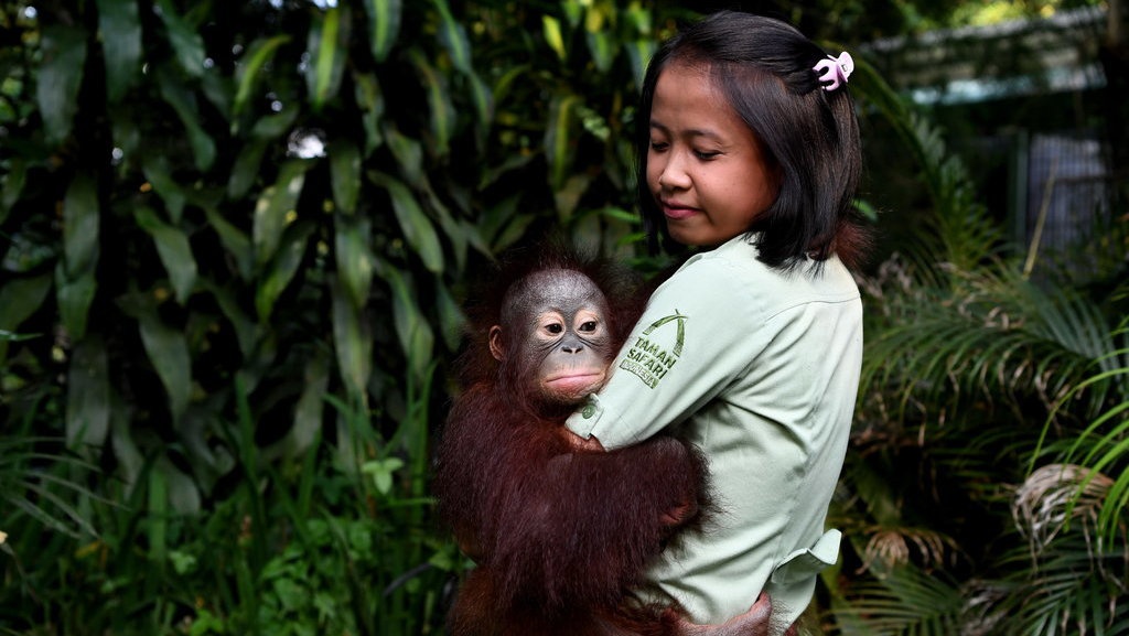 Promo Taman Safari Pesta Akhir Tahun 2019 Mulai Rp100 Ribu
