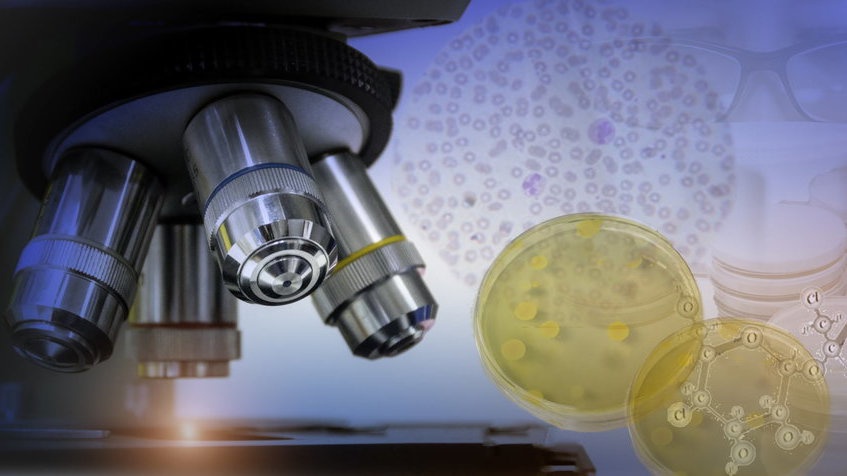 9 Contoh Organisme Bersel Satu, Ciri-Ciri, & Tipenya