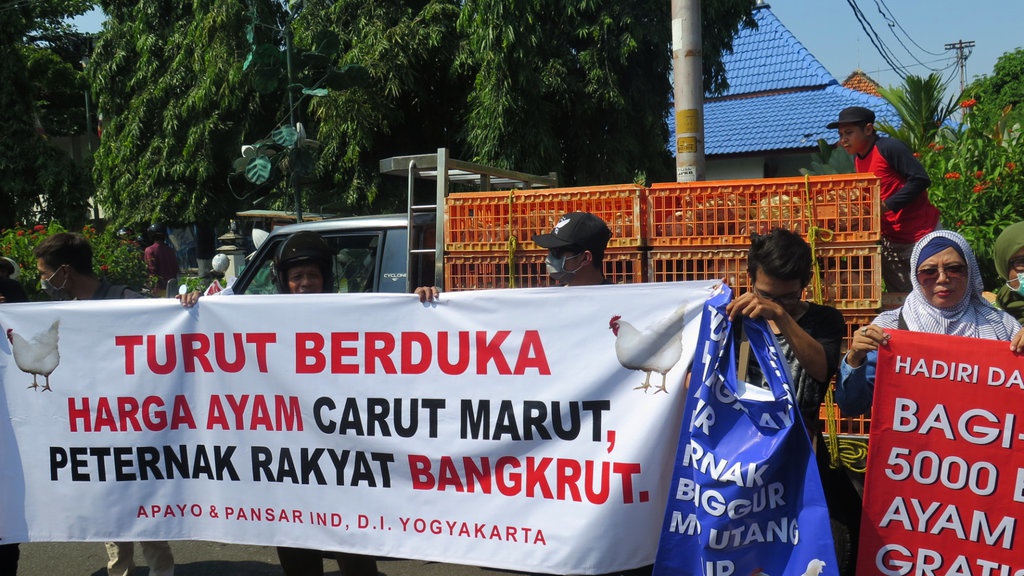 Peternak Yogya Protes Harga Anjlok dengan Bagikan Ayam Gratis Peternak Yogya Protes Harga Anjlok dengan Bagikan Ayam Gratis