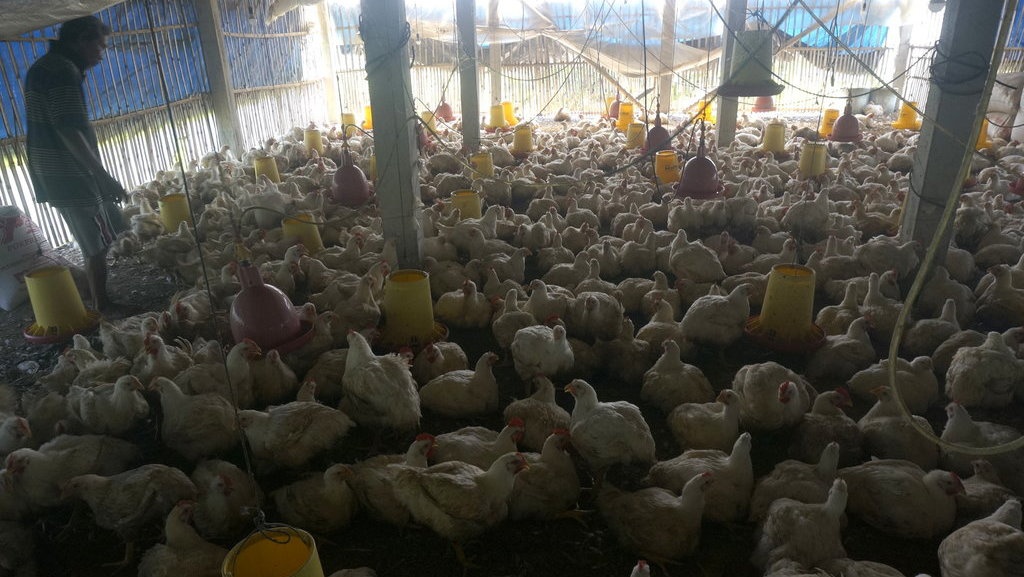 Nasib Peternak Ayam di Balik Kekalahan Indonesia dari Brasil di WTO Nasib Peternak Ayam di Balik Kekalahan Indonesia dari Brasil di WTO