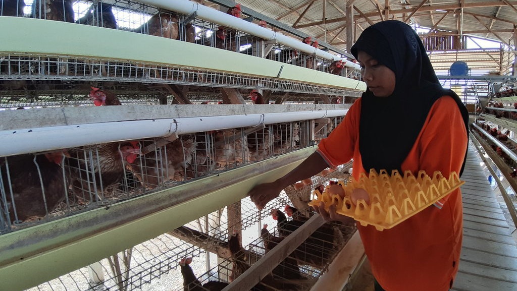 Beternak Ayam ala Biosekuriti: Kurangi Antibiotik, Kurangi Penyakit Beternak Ayam ala Biosekuriti: Kurangi Antibiotik, Kurangi Penyakit