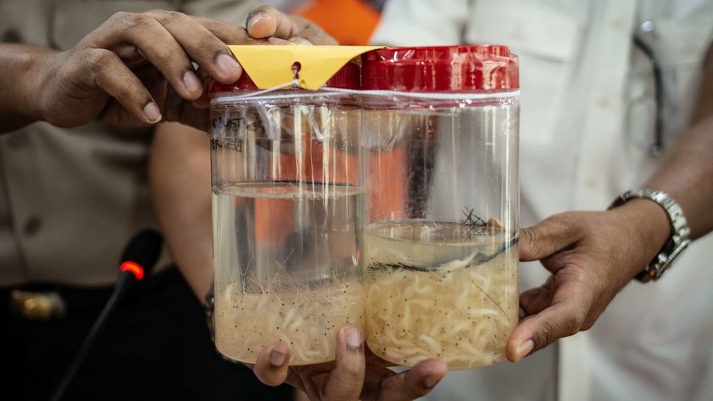 Lembeknya KKP Sikapi Perusahaan Berizin Penyelundup Benih Lobster Lembeknya KKP Sikapi Perusahaan Berizin Penyelundup Benih Lobster