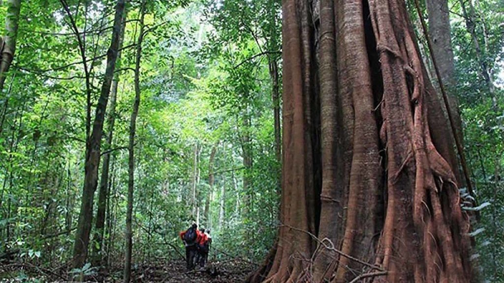 Petualangan Para Tarzan di Belantara Komik Indonesia